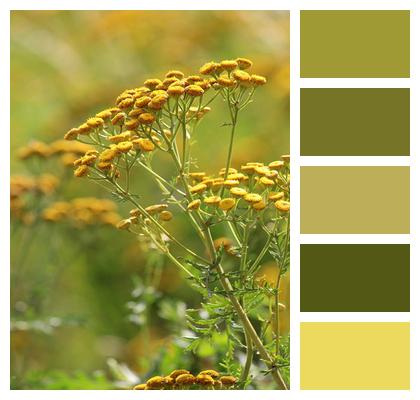 Tansy Flowering Stripes Bee Pasture Image